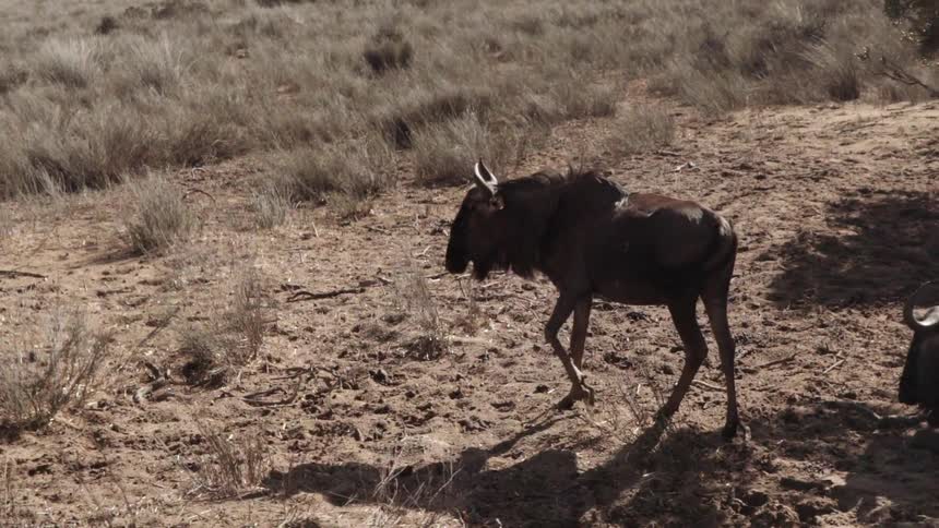 A wildebeest walks on the sand