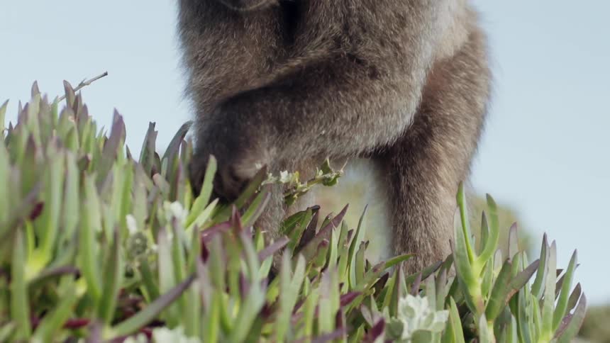 A monkey picks grass out of the ground and eats it