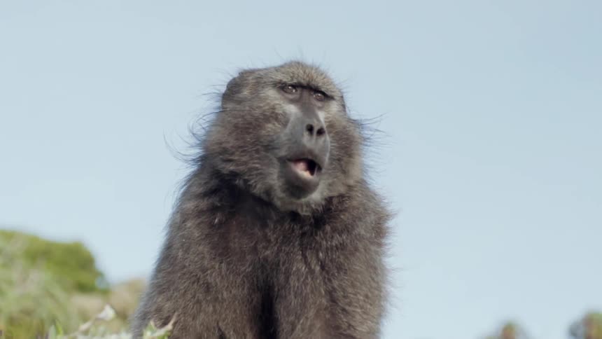 A monkey chews and looks around