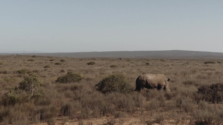 A rhino stands alone on a large field