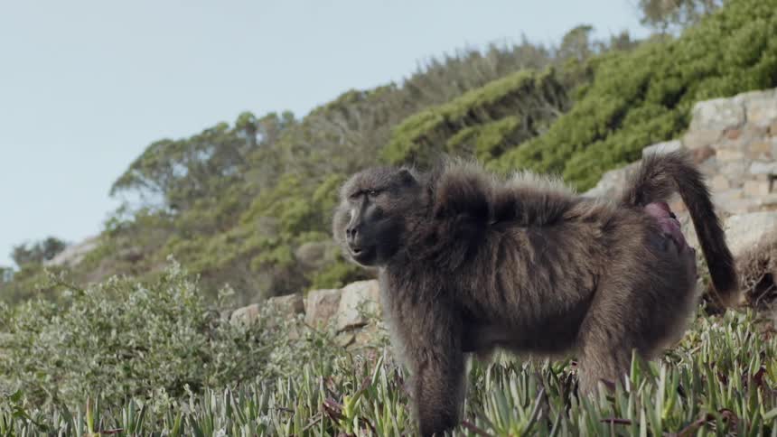 Wind blows the fur of a monkey in the grass