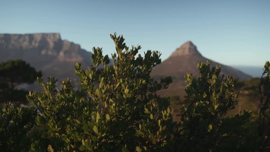 A leafy bush with mountains in the distance