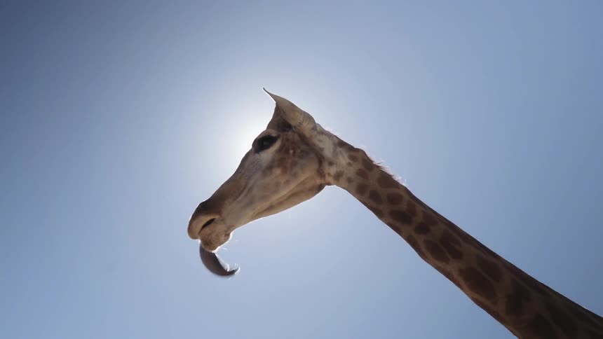 A giraffe licks it's tongue around on a sunny day