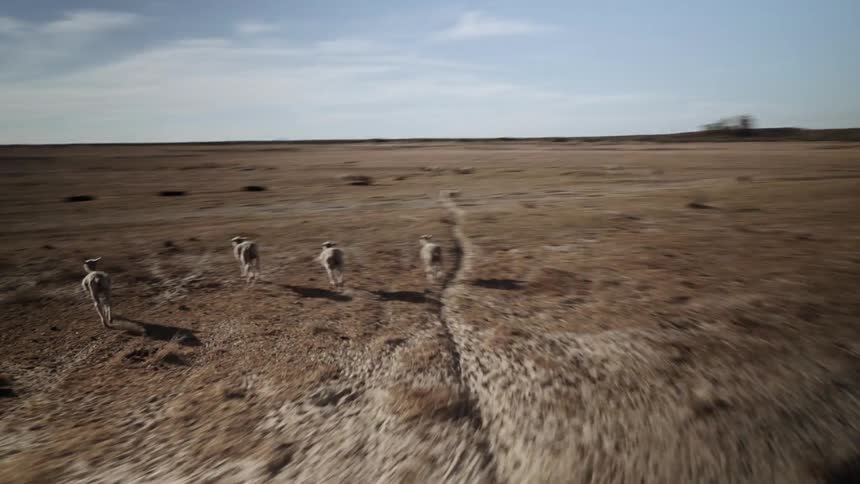 A vehicle drives on a dirt road as animals run out of the way