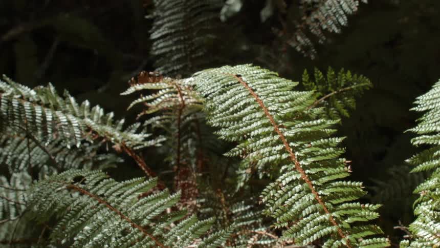 Sunlight shines on a leafy plant outdoors
