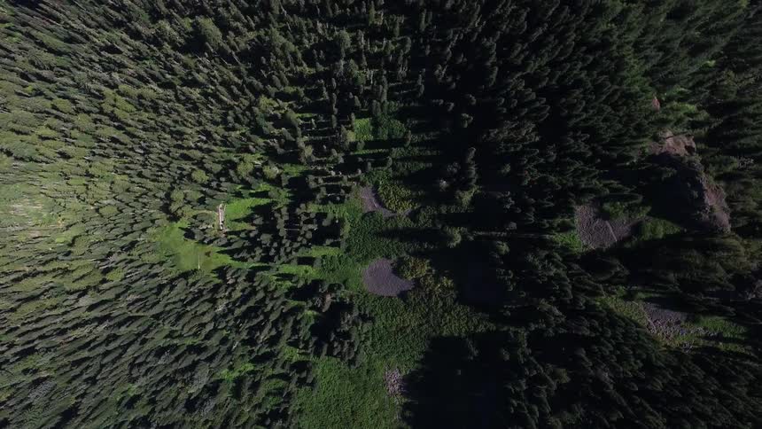Aerial view of a forested area