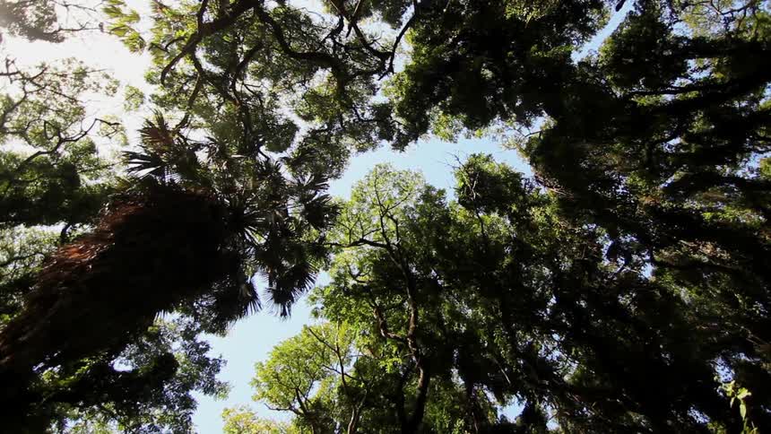 The wind blows through tall trees towering overhead