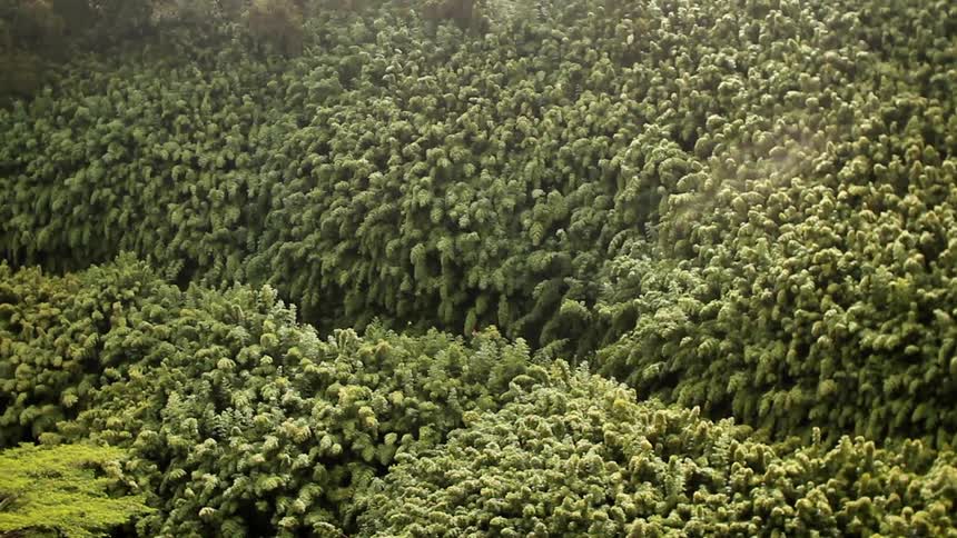 The field below is lush and full of green