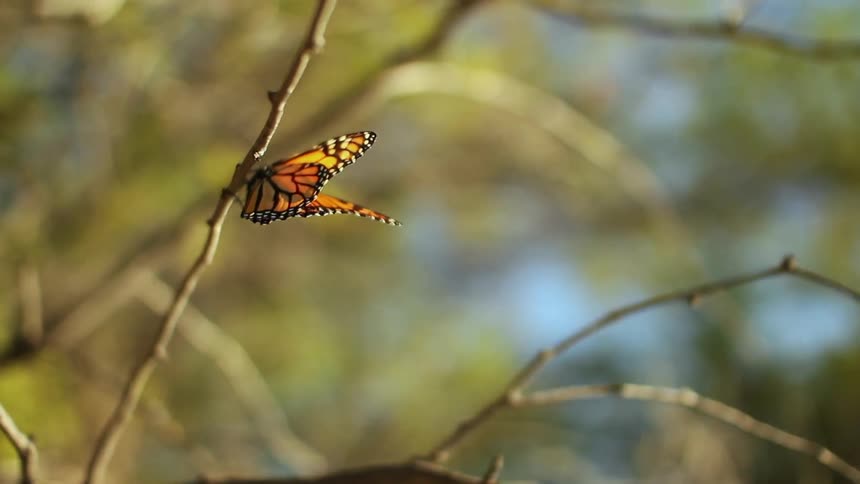 A butterfly is hanging on a branch