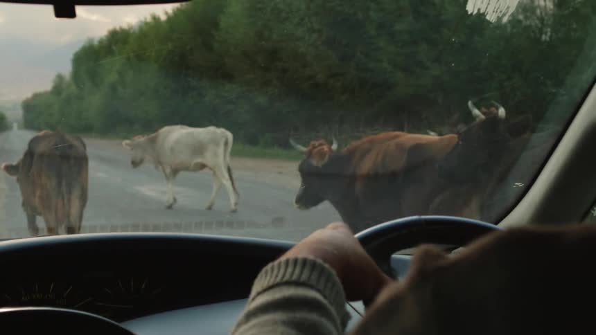 A person driving on a road with a herd of cows grazing