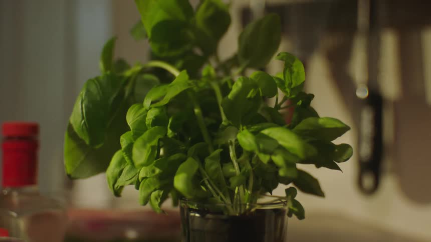 A plant in a pot on a flat surface and the leaves of the plant are very green