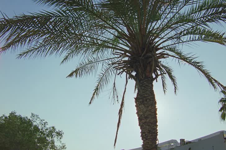 A palm tree under the sun flare