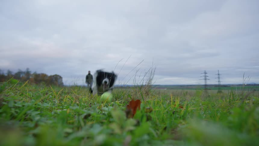 Dog runs to catch a tennis ball in a field