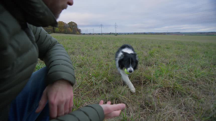 Owner crouched waiting for his dog and handing him a tennis ball that was in his mouth