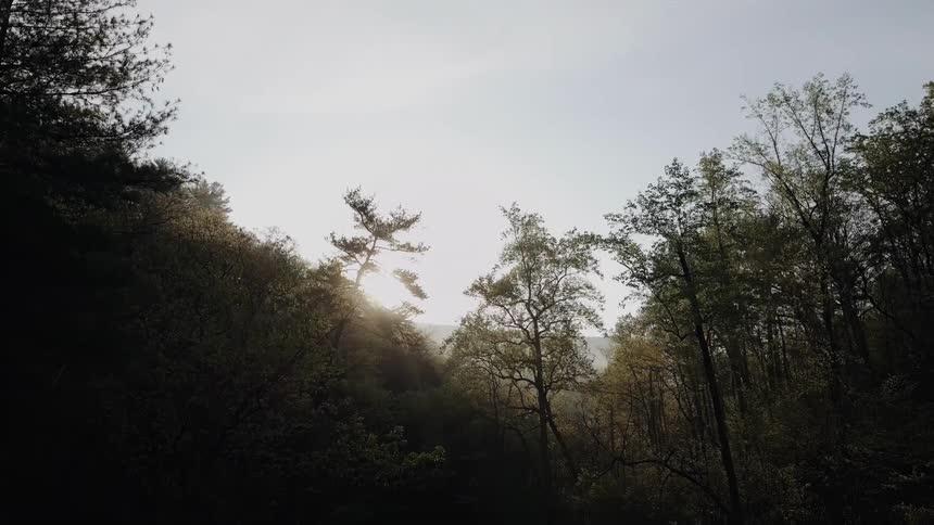 A forest with snowy leaves during dawn