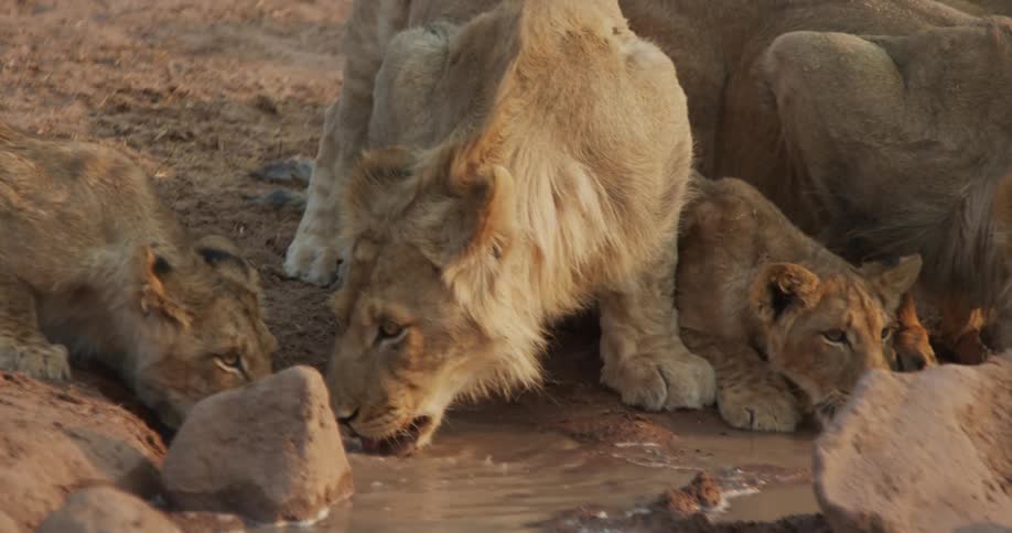 Lions drinking water from a puddle in the jungle