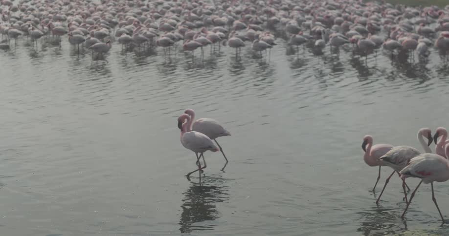 A group of pink flamingos walk through a shallow body of water