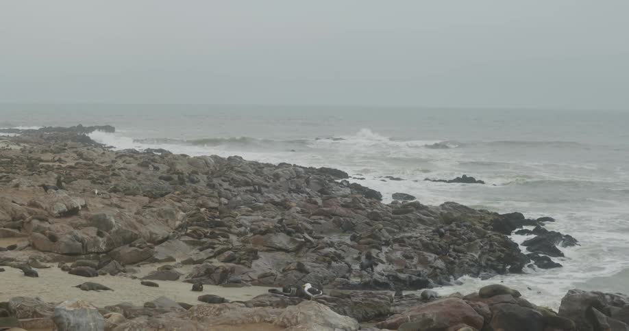 A large group of sea lions lying on a beach with rocks and waves crashing on the shore