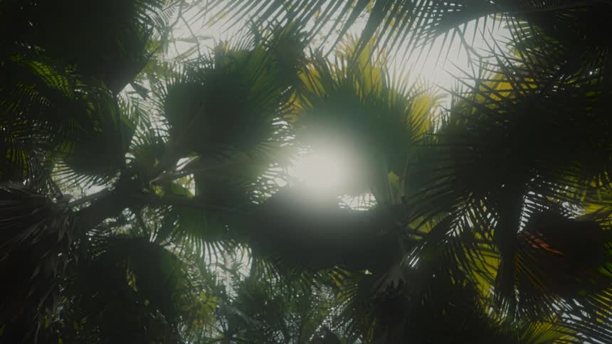 Sun peaking through a canopy of silhouetted palm tree leaves