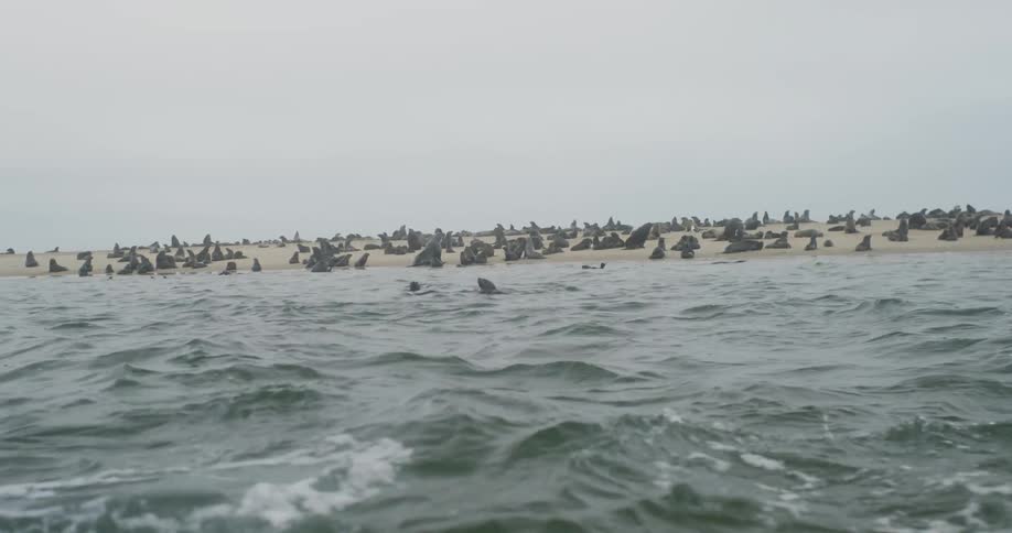 A group of seals are sitting on a sandy beach with some of them swimming in the ocean in the foreground