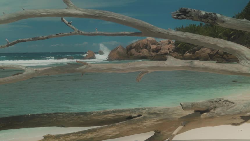Panorama of a dry tree falling on the edge overlooking a beach with crystalclear waters