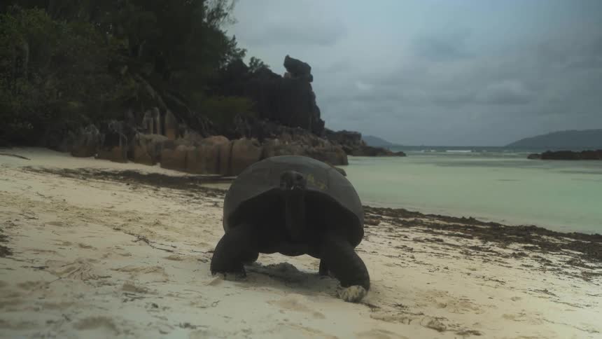 A giant tortoise walks slowly along a sandy beach below dark rain clouds