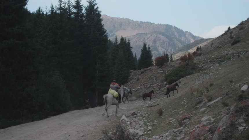 Person rides horse up tree lined mountain side