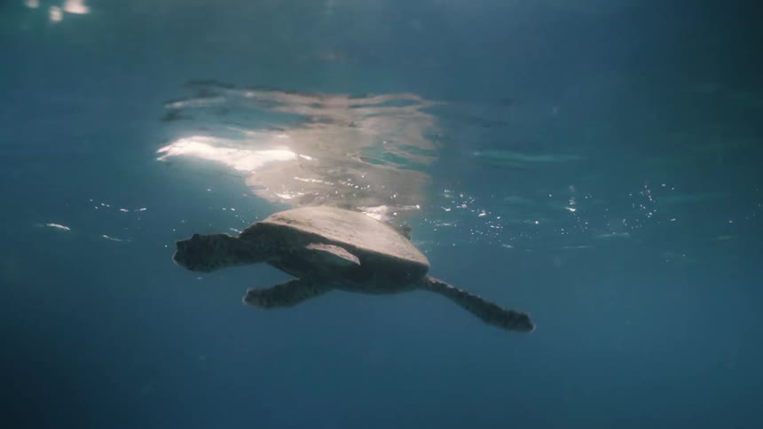 A sea turtle swimming in the ocean