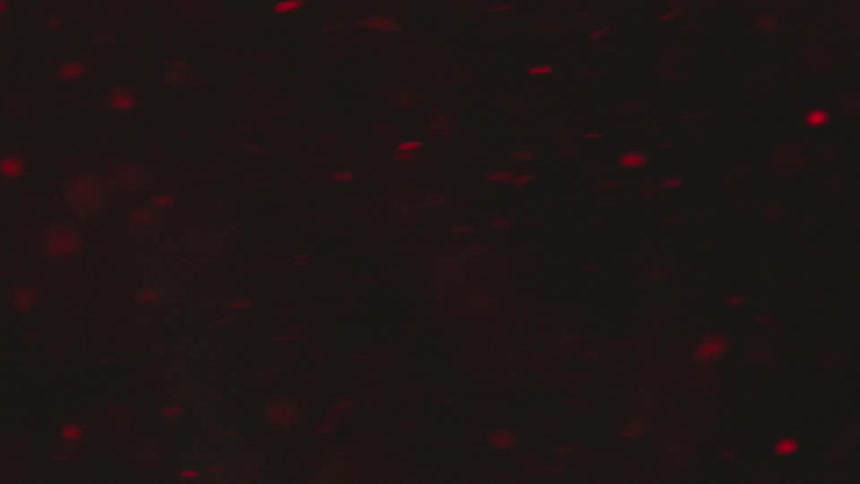 Red particles floating in water