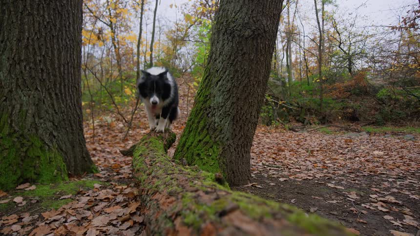The dog runs over the log