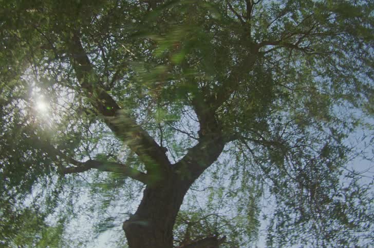 Sunlight shines through the branches of a tree