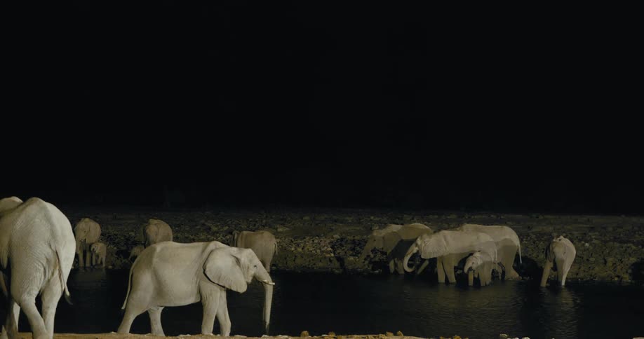 A herd of elephants with babies drinks at a watering hole on a dark night