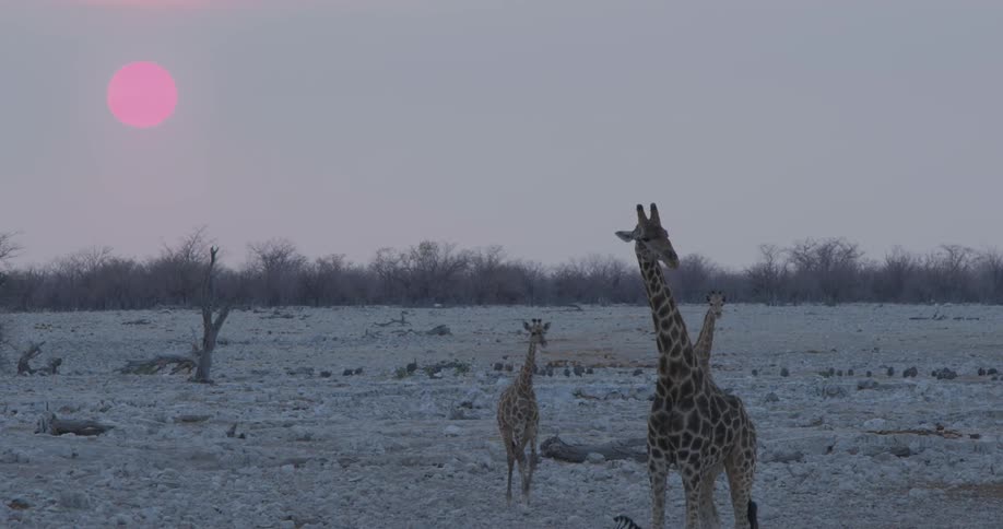 Giraffes walking in the jungle in the morning