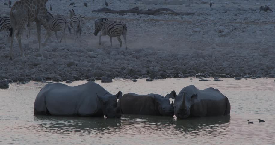 African animals gathered around a lake in the savanna