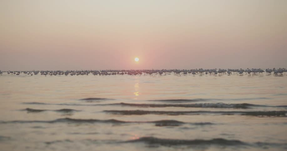 A flock of birds on a mudflat with small ripples and a bright sun in the sky