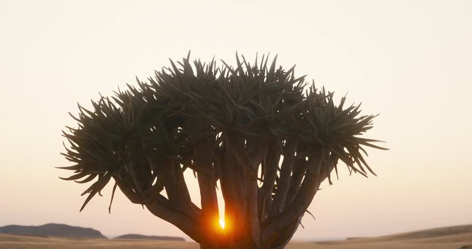 Sunlight shines between the branches of a desert plant