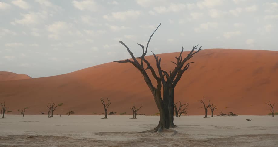Dead trees in front of sand dunes on the desert
