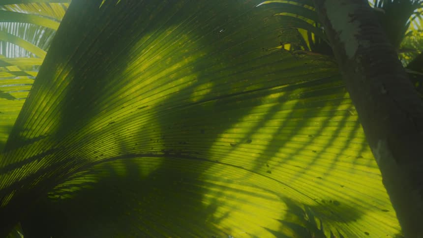 Close up of shadows on a palm tree leaf