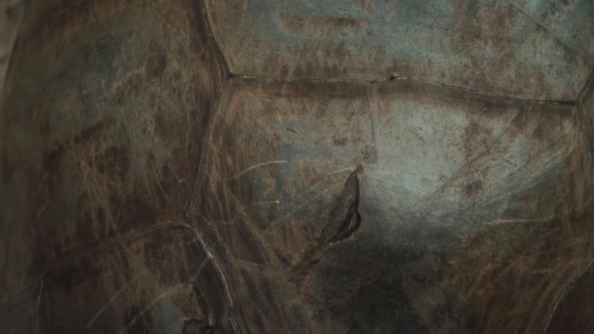 A close up of turtle shell