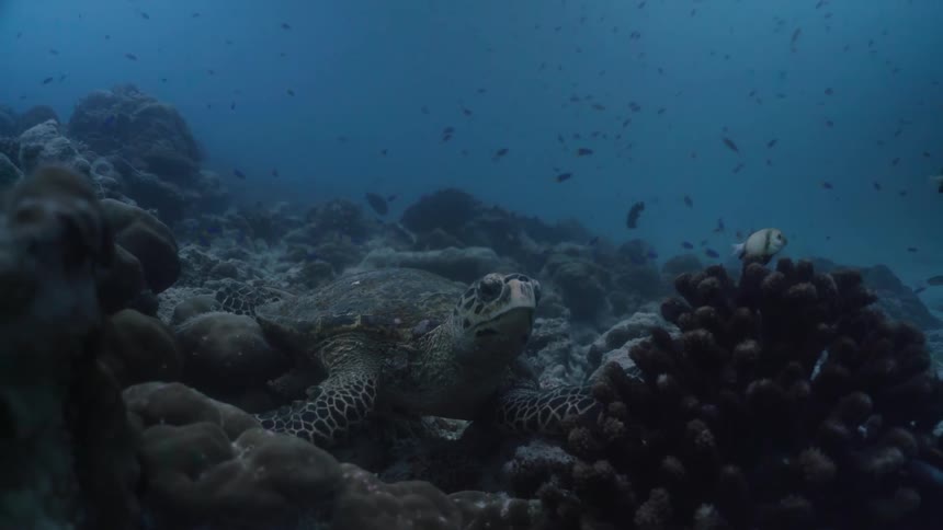 A turtle underwater is on top of a coral and having a rest