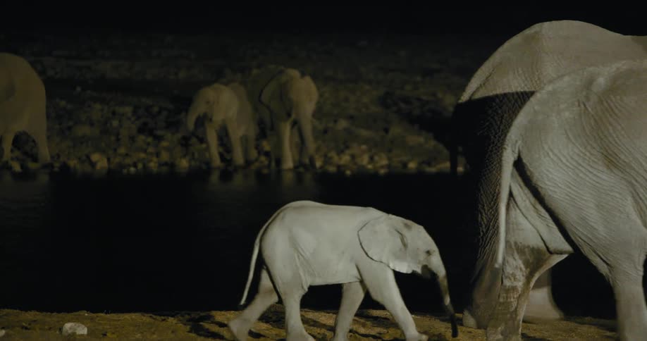 A herd of elephants walking by a lake on a safari