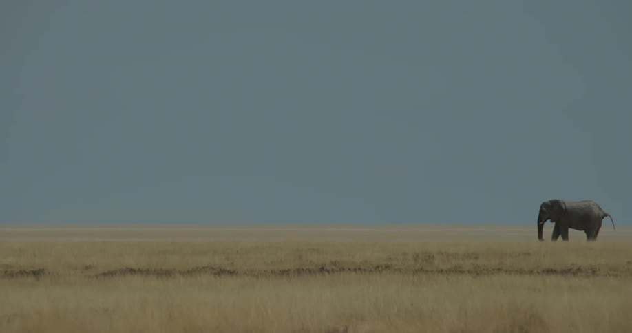 African elephant walking in the savanna
