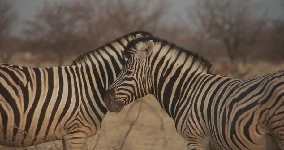 Two zebras standing facing each other and one of them lowers its head