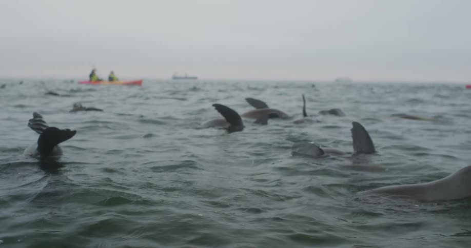 Eared seals float near surface while people paddle kayaks in the background on an overcast day