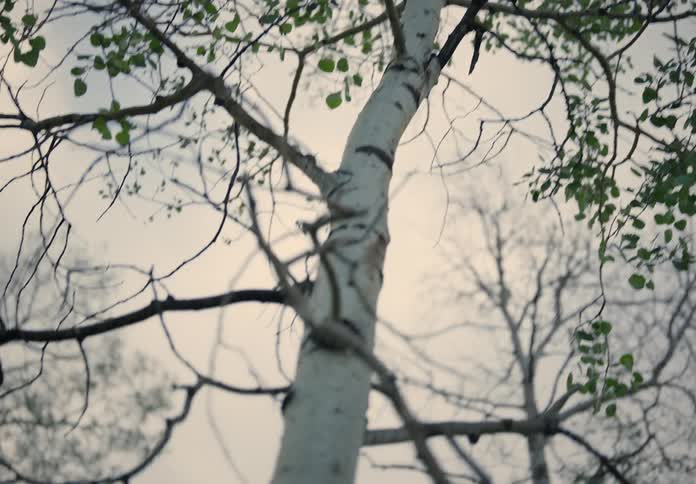 Upward view of a tree with dry branches and few leaves on a cloudy day