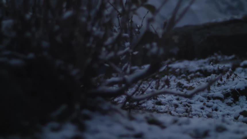 A mountain covered in snow and the ground nearby is also full of snow in the low vegetation