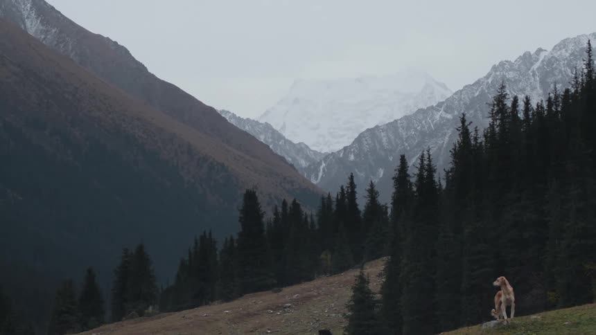 A dog on top of a hill in the forest during the day