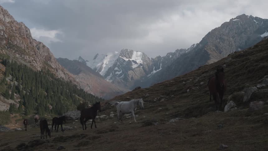Horses climbing the slopes of a mountain