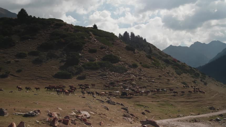 Horses walking near a mountain at daytime