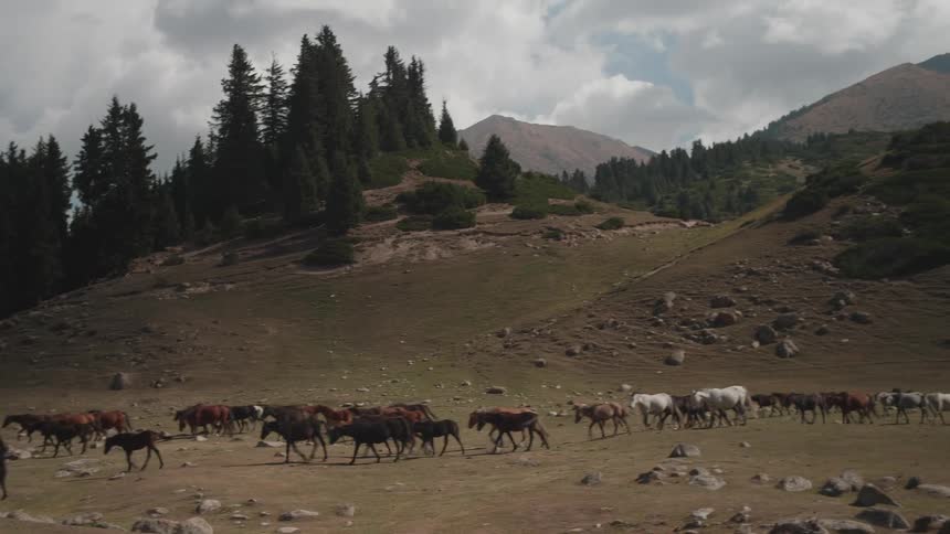 A herd of horses grazing in a landscape with mountains during the day